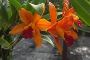 Orkidea viljelmän kukkaloistoa